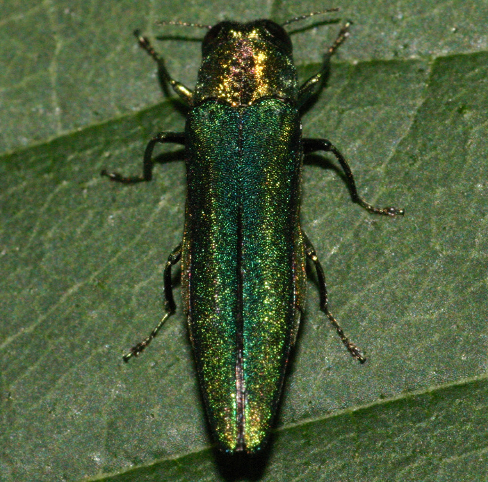 Emerald Ash Borer